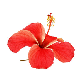 Hibiskus